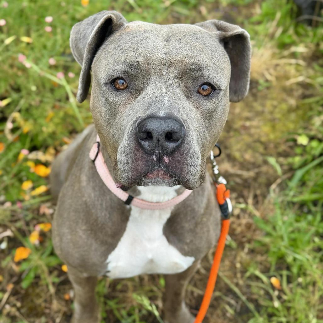 Storm, Adoptable, Adult Female Pit Bull Terrier.