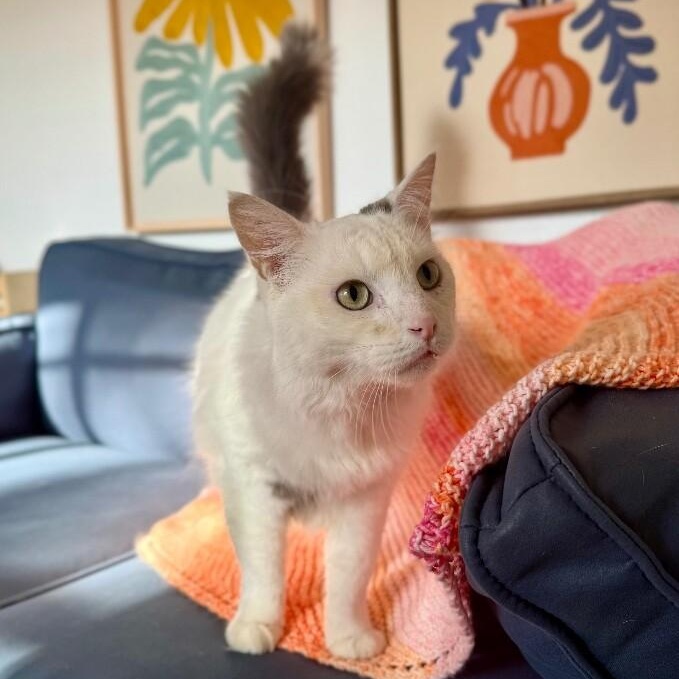 Yeti — thumbnail 5