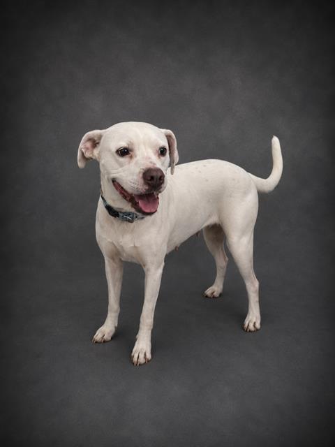 SOLINA, Adoptable, Adult Female American Bulldog & Mixed Breed.