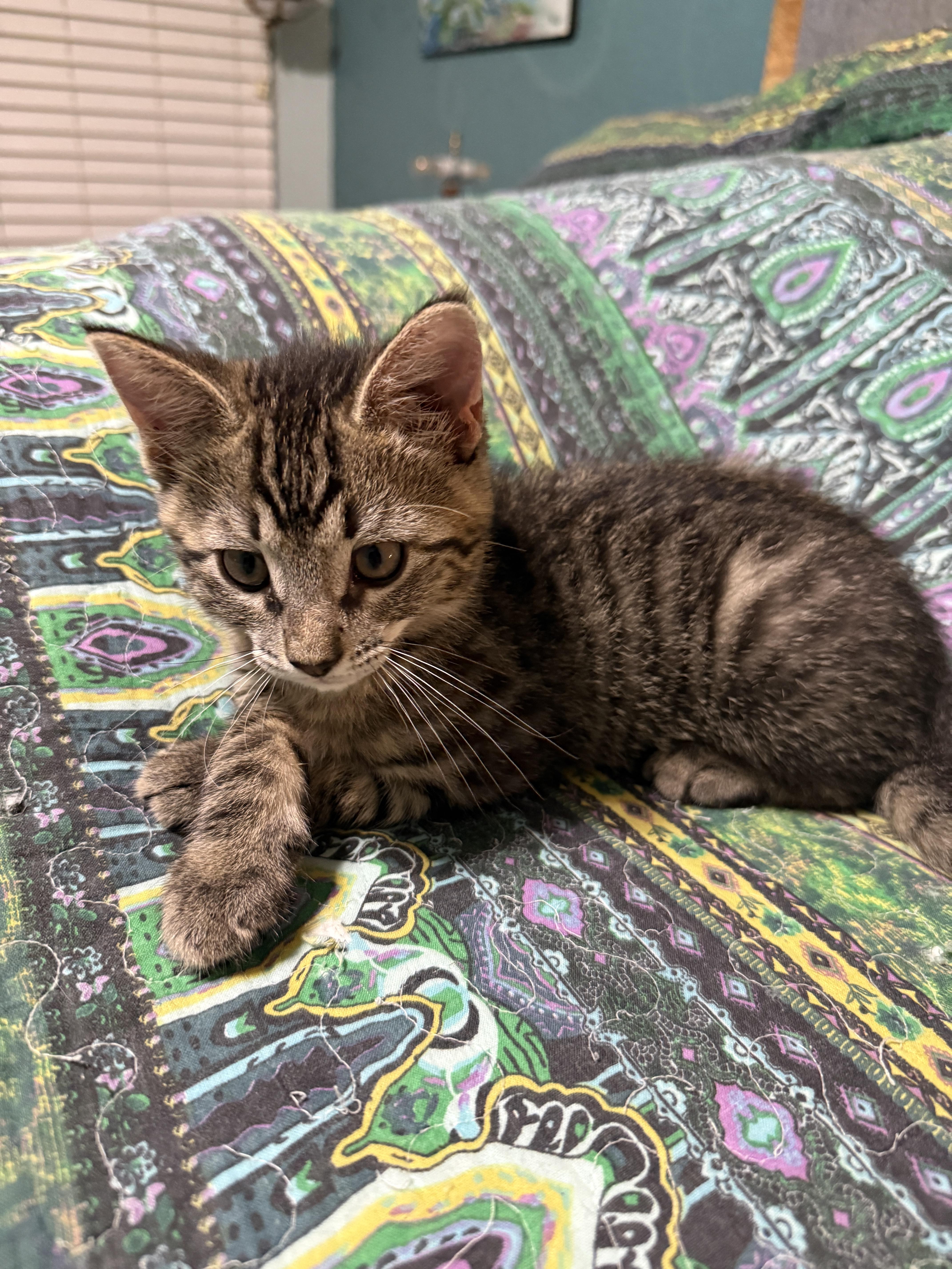 Oscar - North Conroe Petsmart , an adopted Tabby in Conroe, TX image 4/5