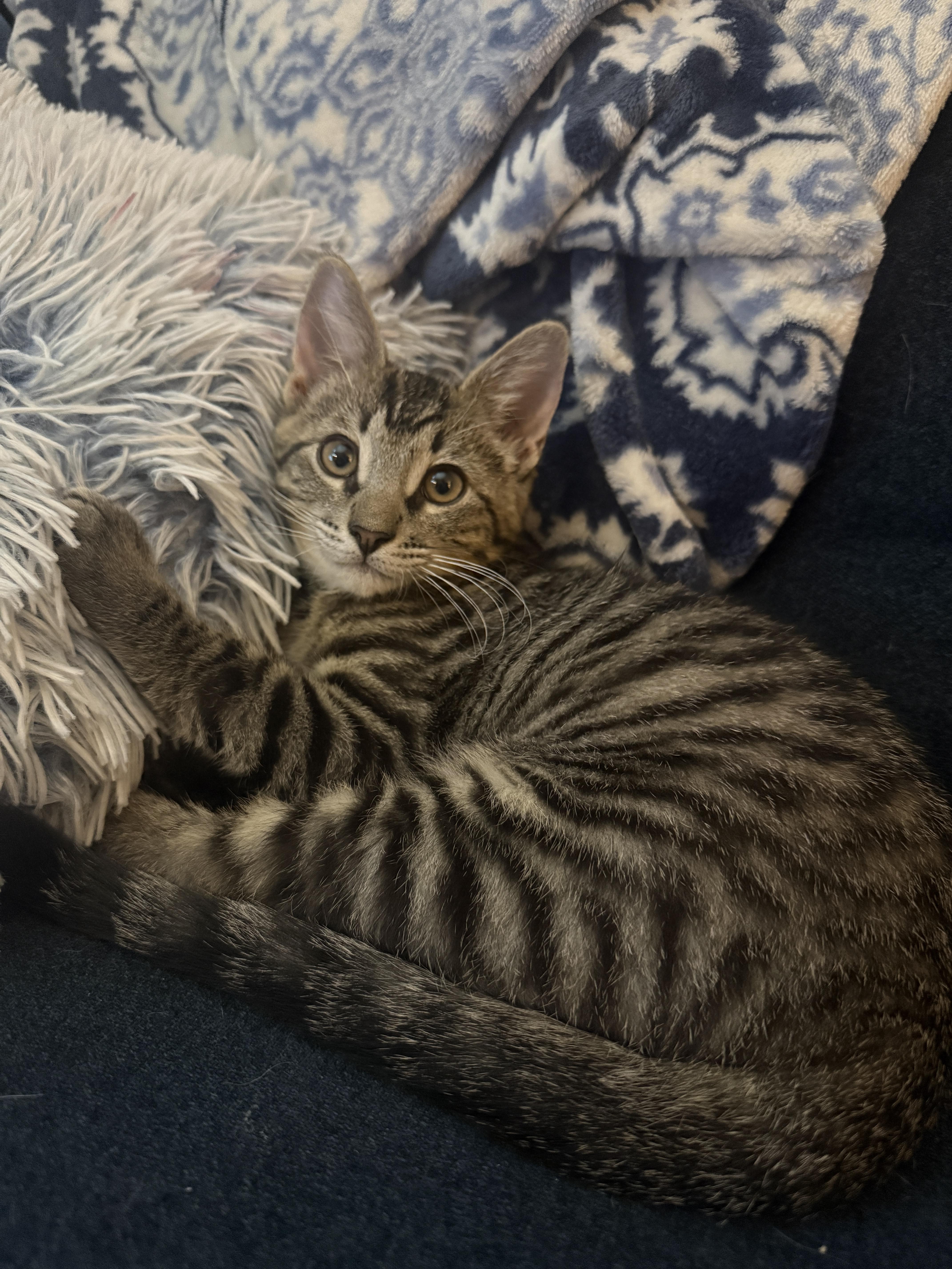 Oscar - North Conroe Petsmart , an adopted Tabby in Conroe, TX image 1/5