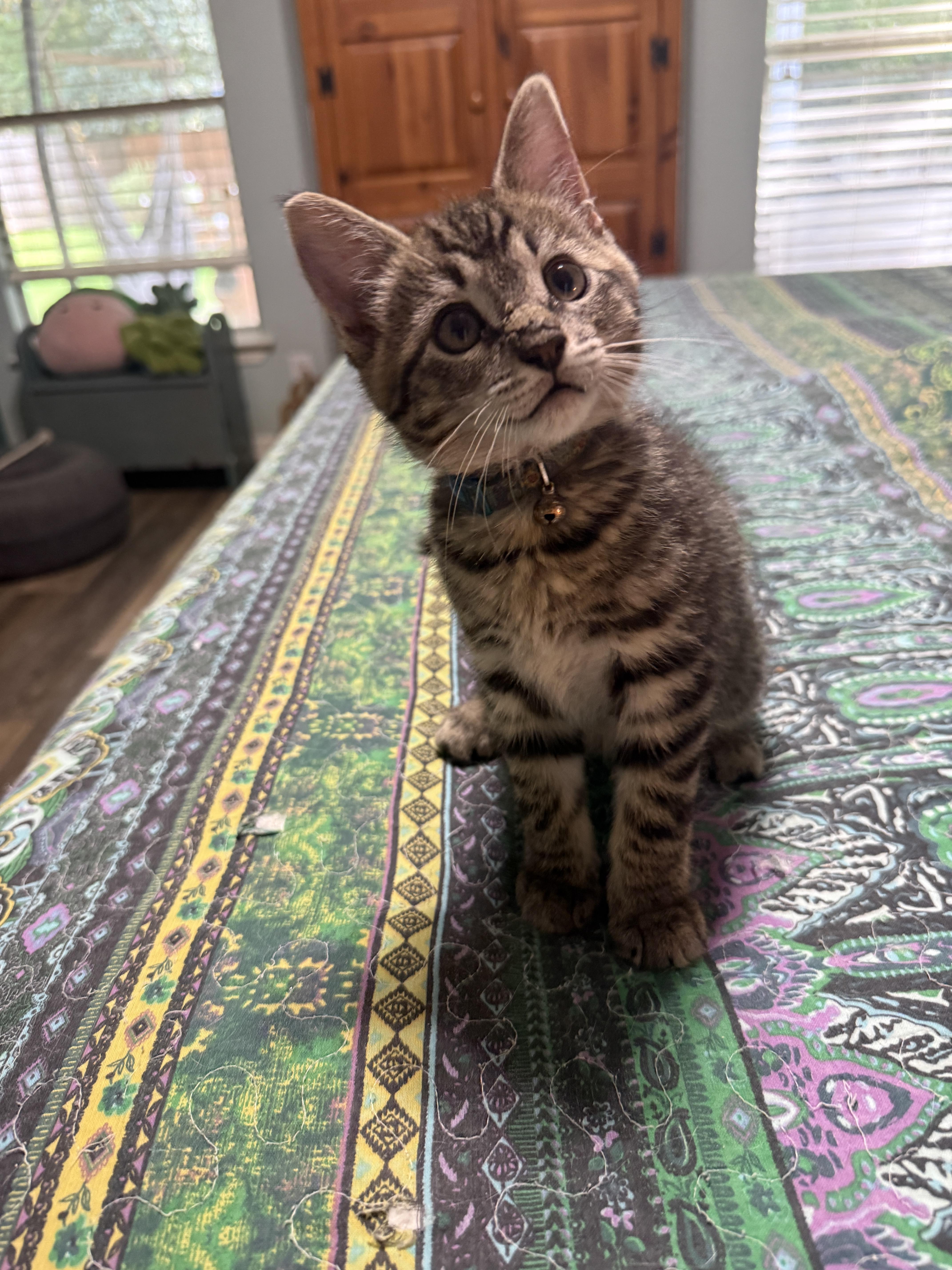 Oscar - North Conroe Petsmart , an adopted Tabby in Conroe, TX image 2/5