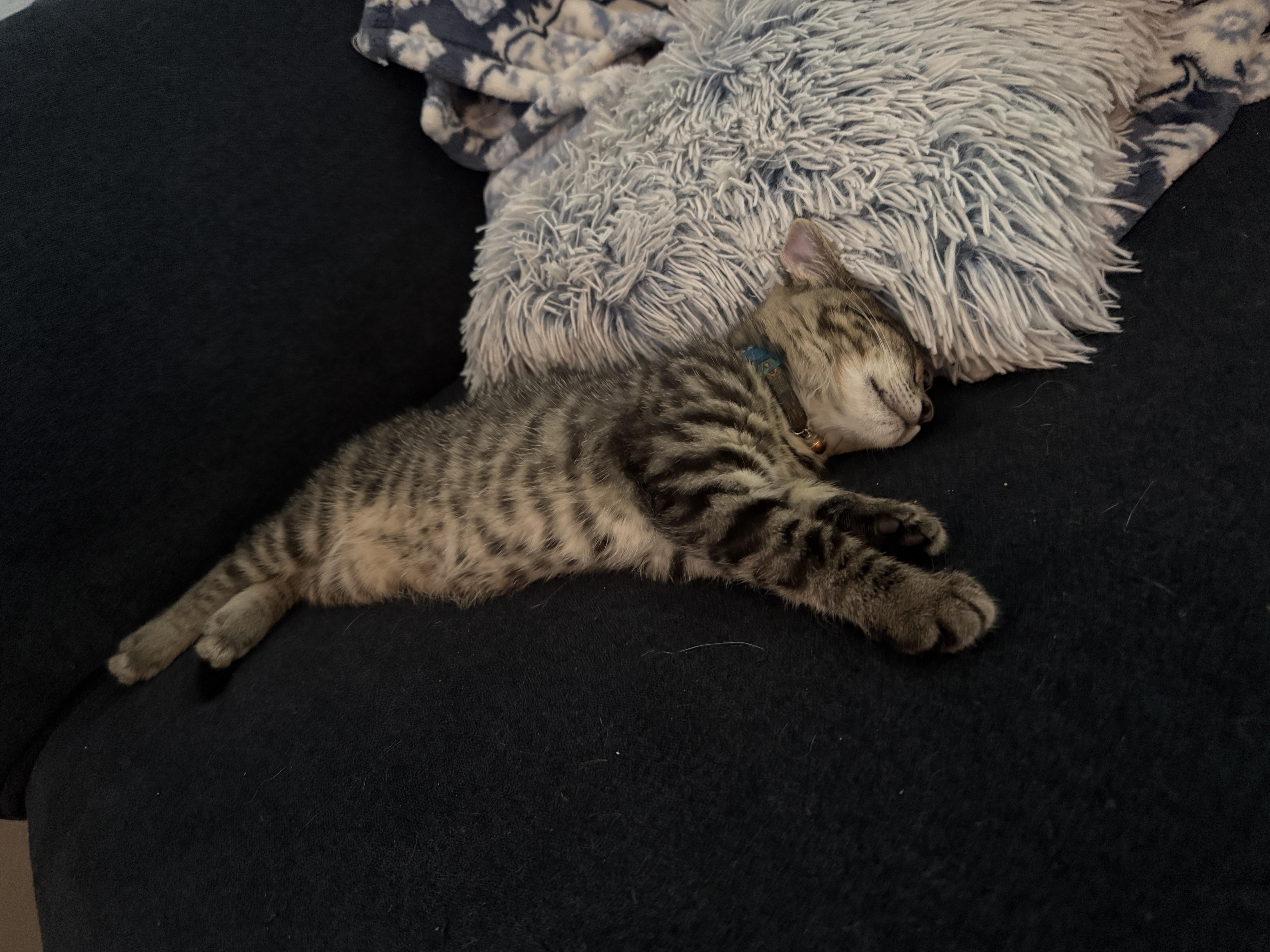 Oscar - North Conroe Petsmart , an adopted Tabby in Conroe, TX image 5/5