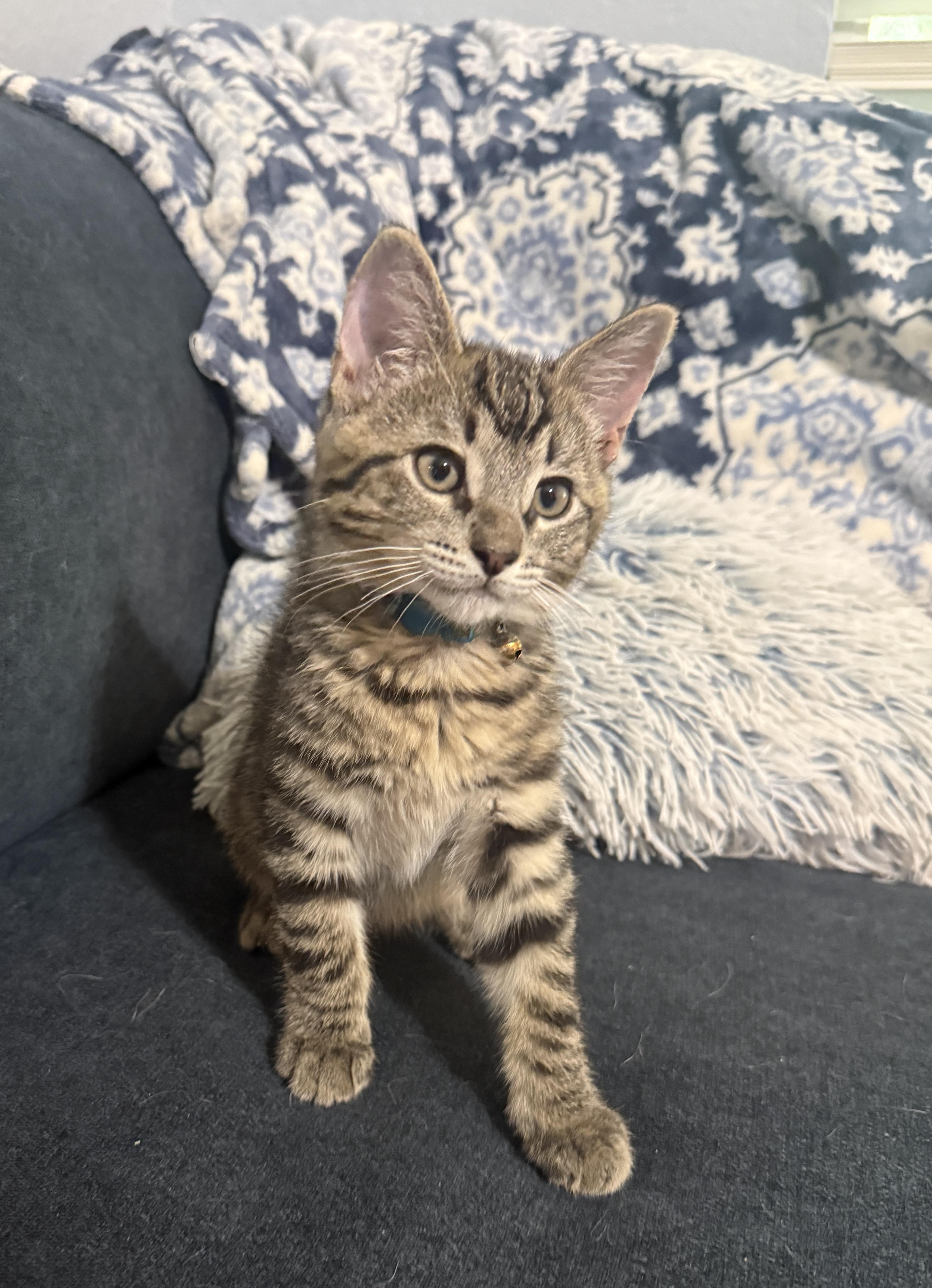 Oscar - North Conroe Petsmart , an adopted Tabby in Conroe, TX image 3/5