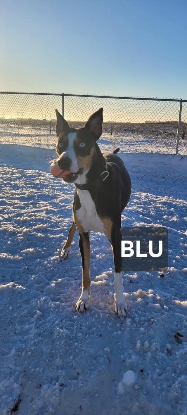 Enlarge Blu, a ADOPTABLE mixed breed in Windom, MN image 1/1