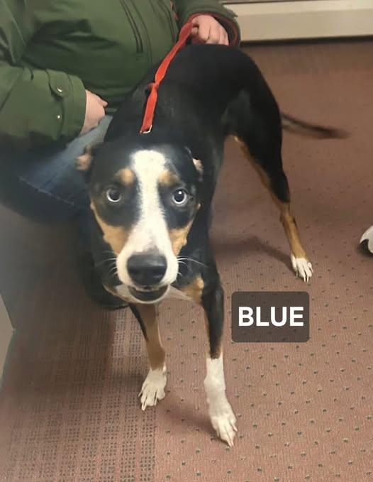Enlarge Blue, a ADOPTABLE Black Labrador Retriever in Windom, MN image 1/1