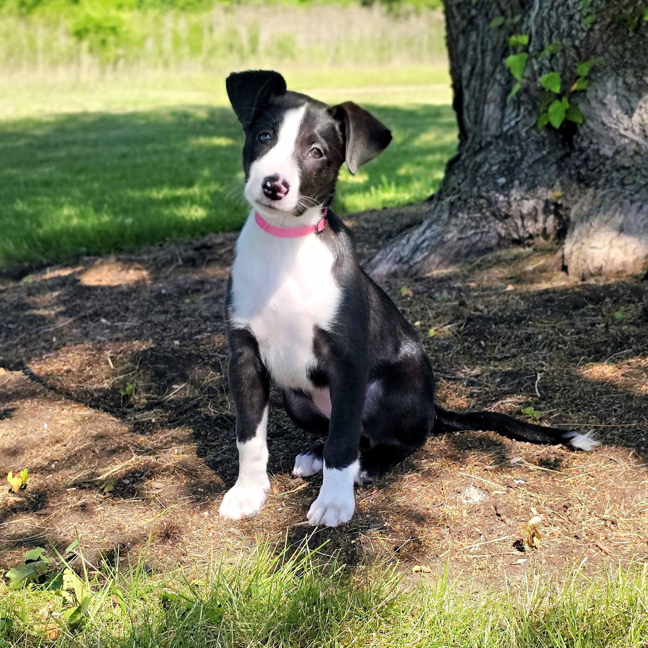 Milka, a ADOPTABLE mixed breed in Itasca, IL image 2/4