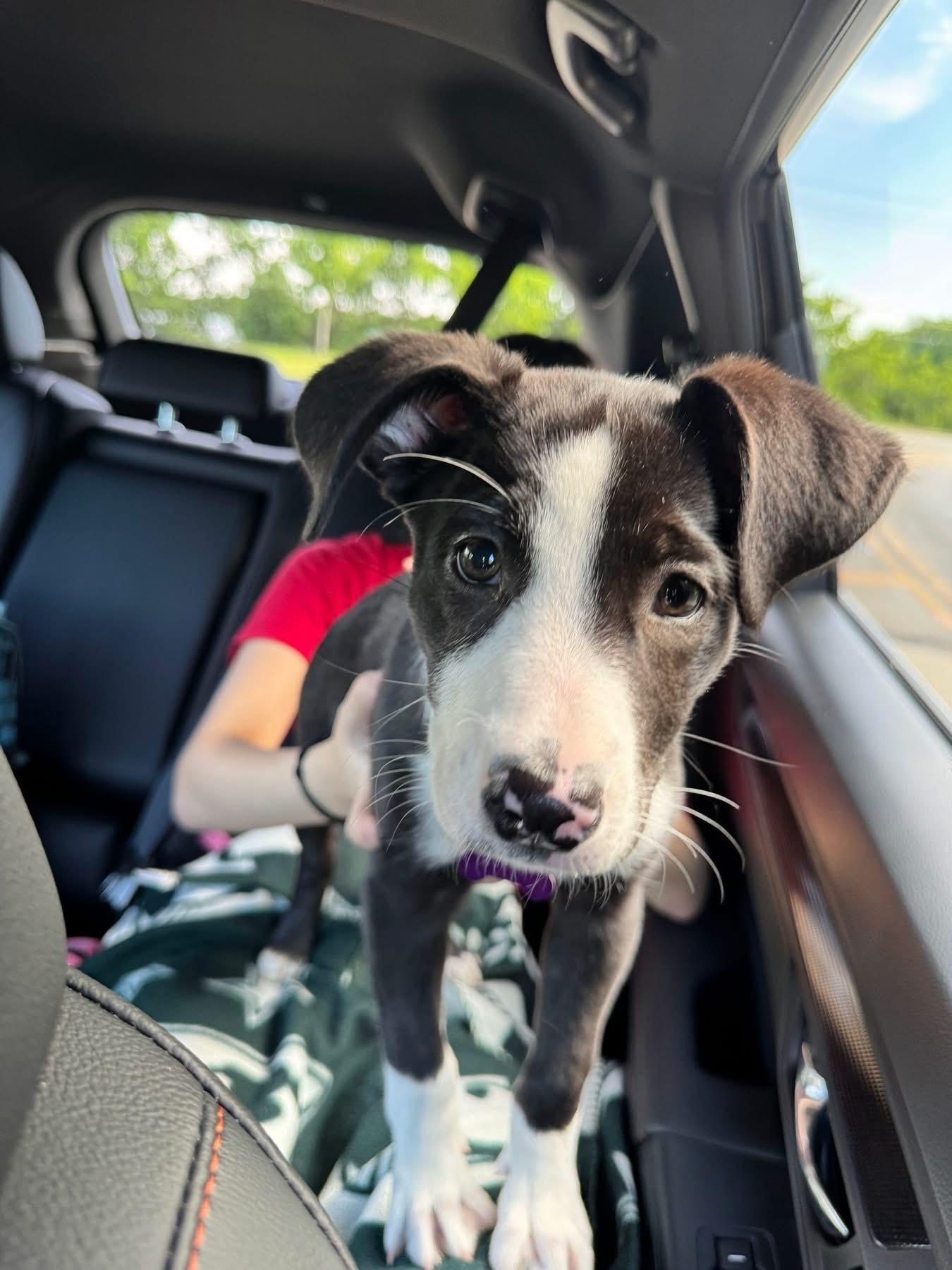 Milka, a ADOPTABLE mixed breed in Itasca, IL image 6/6