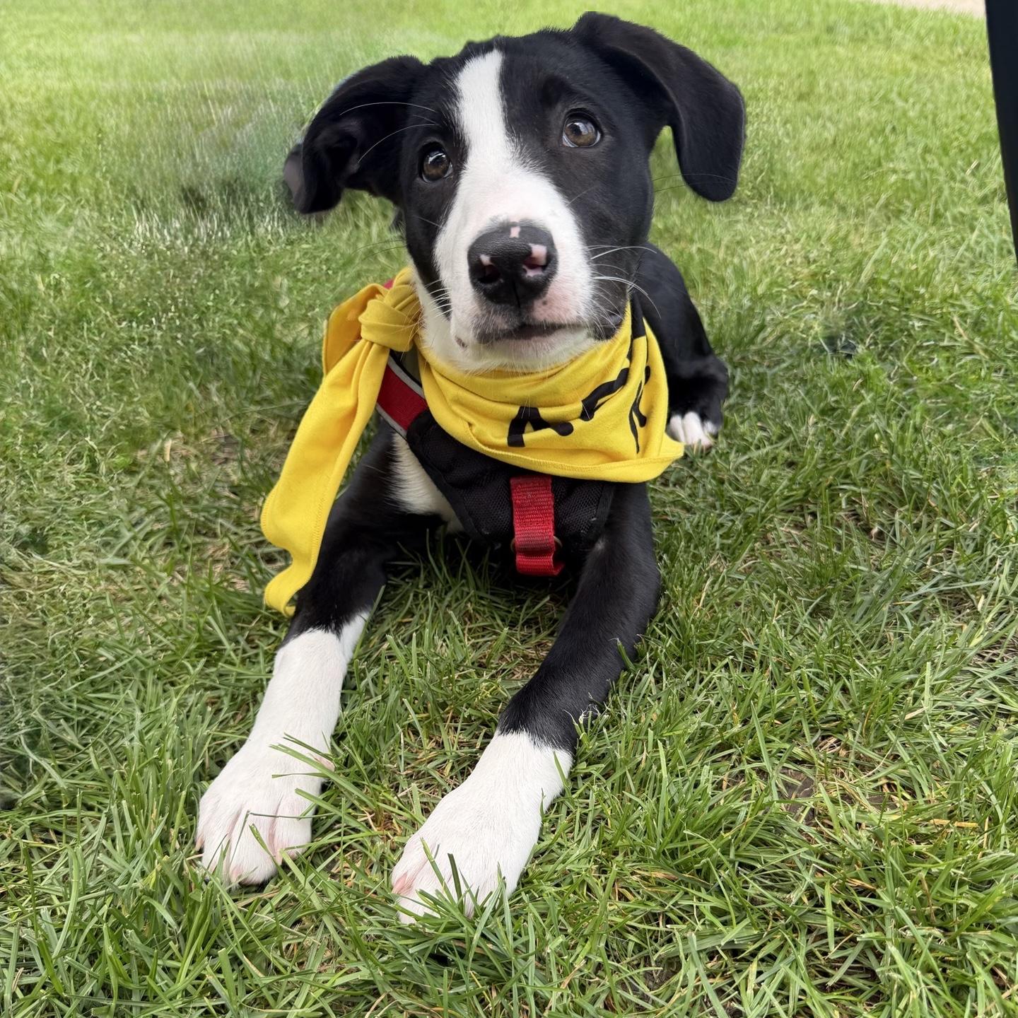 Milka, ADOPTABLE, Puppy Female Border Collie.
