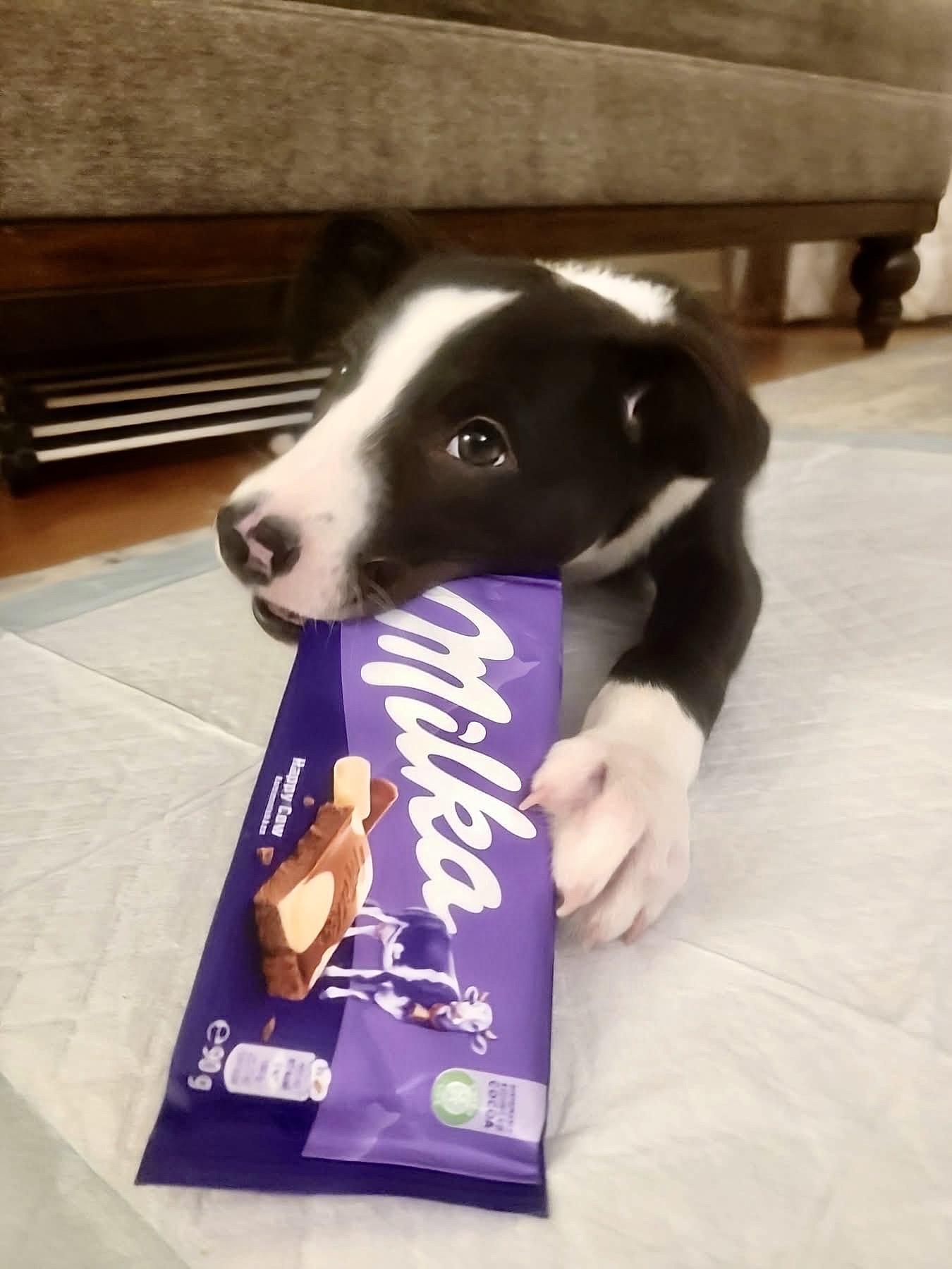 Milka, a ADOPTABLE mixed breed in Itasca, IL image 5/6