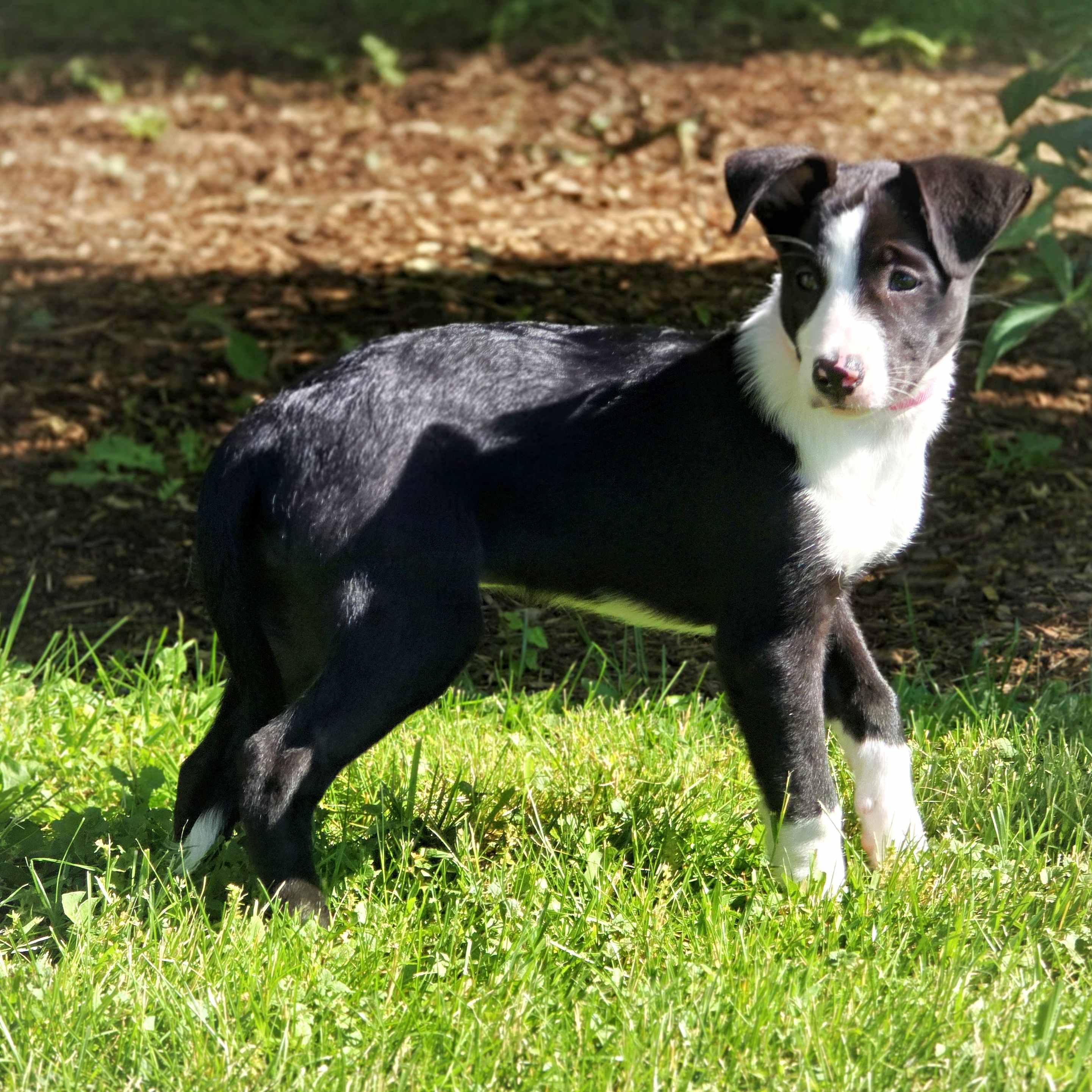 Milka, a ADOPTABLE mixed breed in Itasca, IL image 4/4