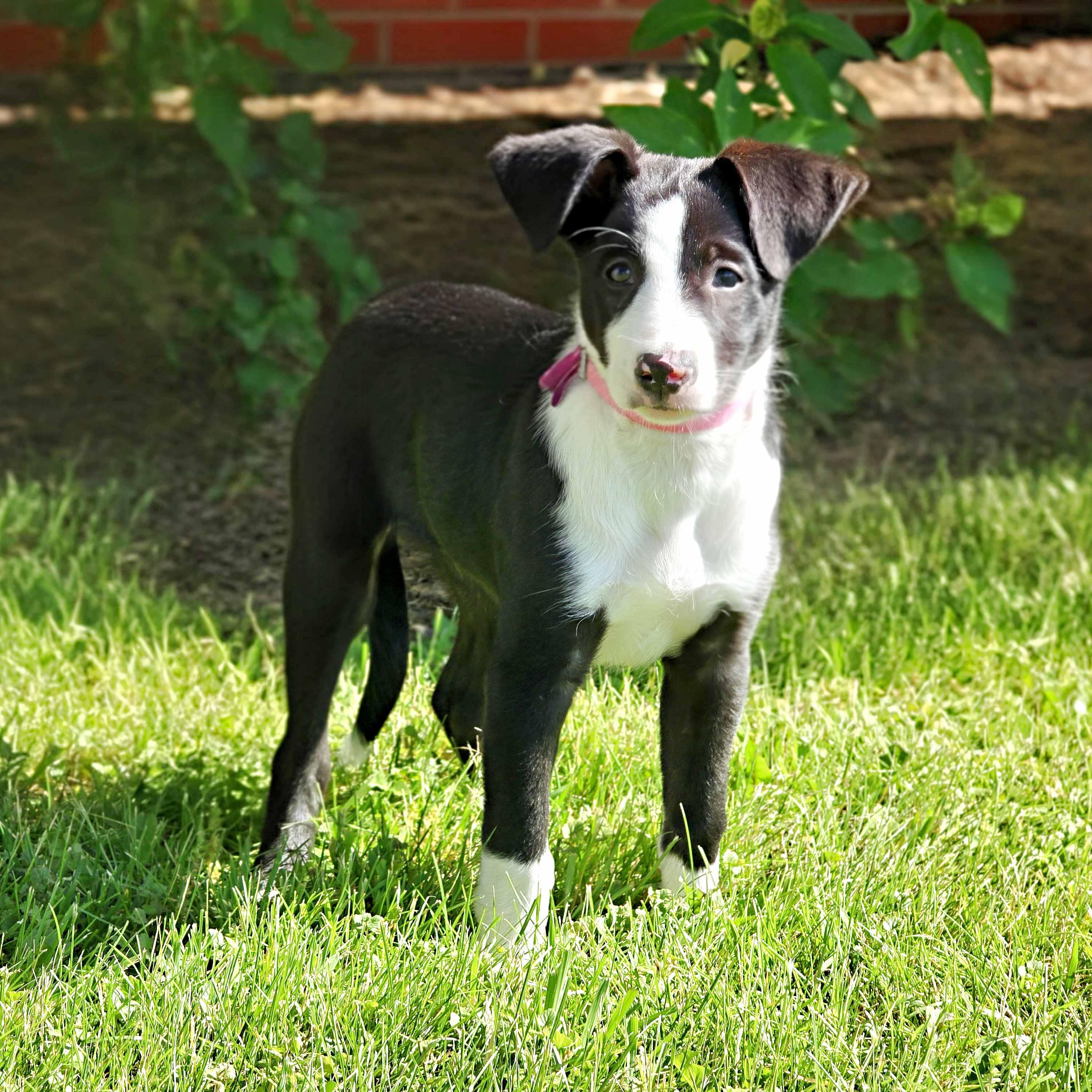 Milka, ADOPTABLE, Puppy Female Border Collie.
