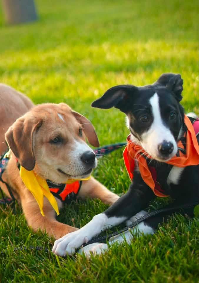 Enlarge Milka, a ADOPTABLE mixed breed in Itasca, IL image 6/6