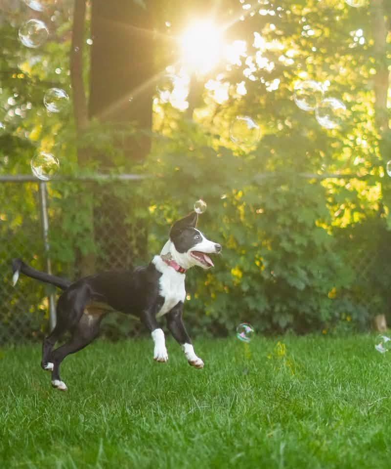 Enlarge Milka, a ADOPTABLE mixed breed in Itasca, IL image 4/6