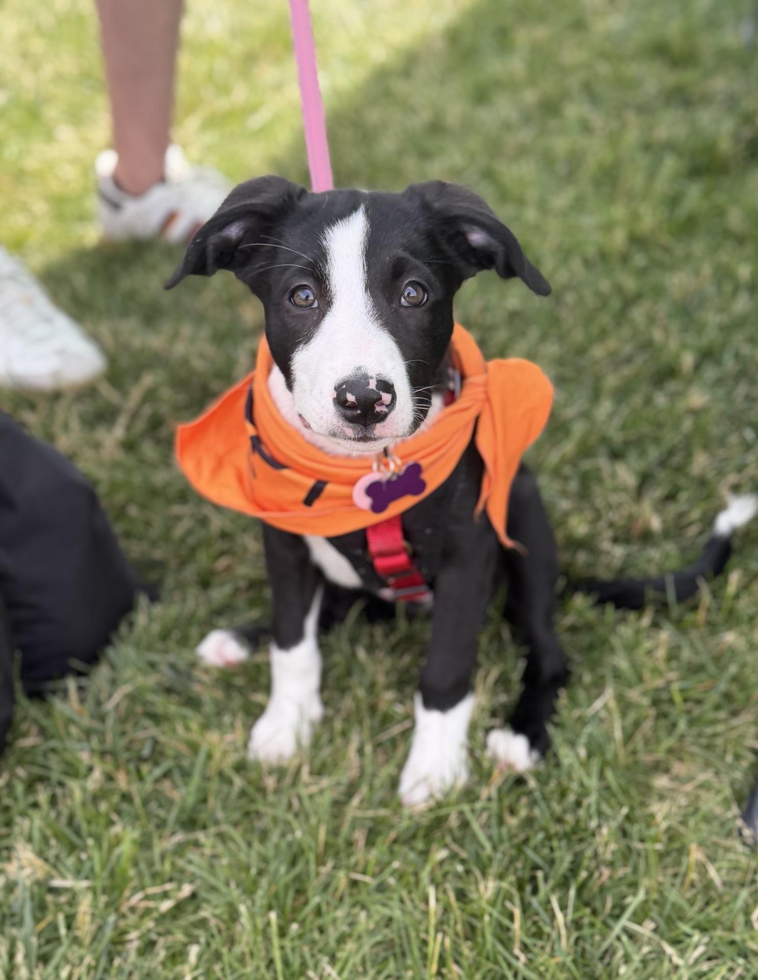 Milka, ADOPTABLE, Puppy Female Border Collie.