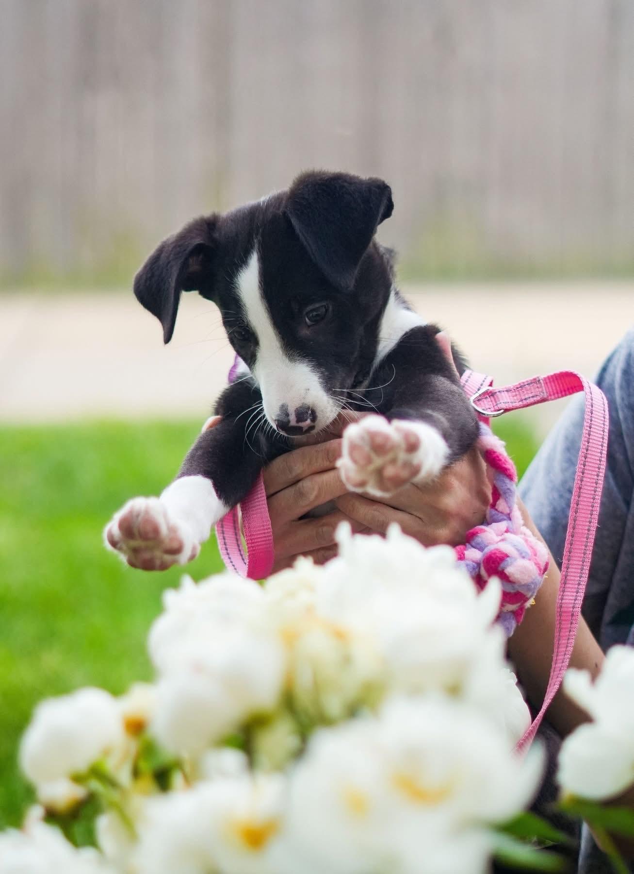 Milka, a ADOPTABLE mixed breed in Itasca, IL image 4/6