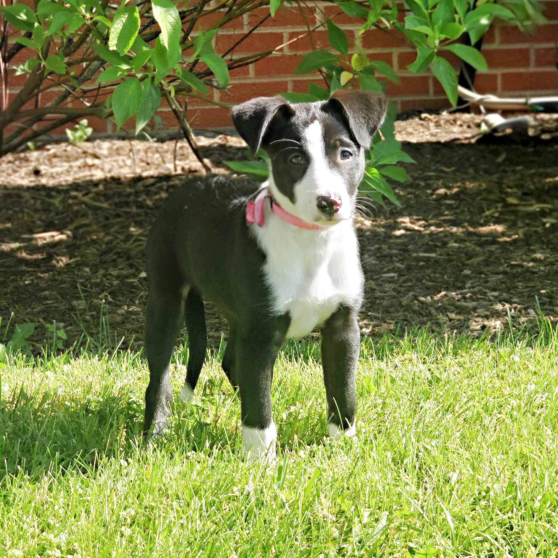 Milka, a ADOPTABLE mixed breed in Itasca, IL image 3/4