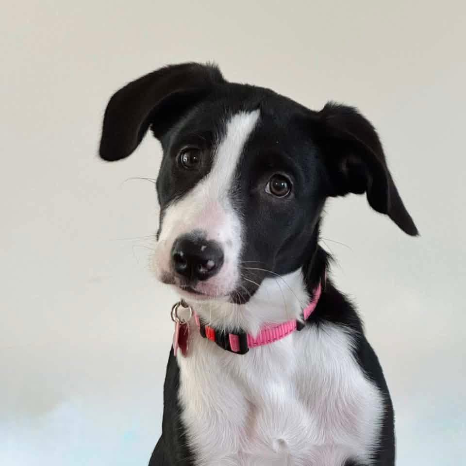 Enlarge Milka, a ADOPTABLE mixed breed in Itasca, IL image 2/6
