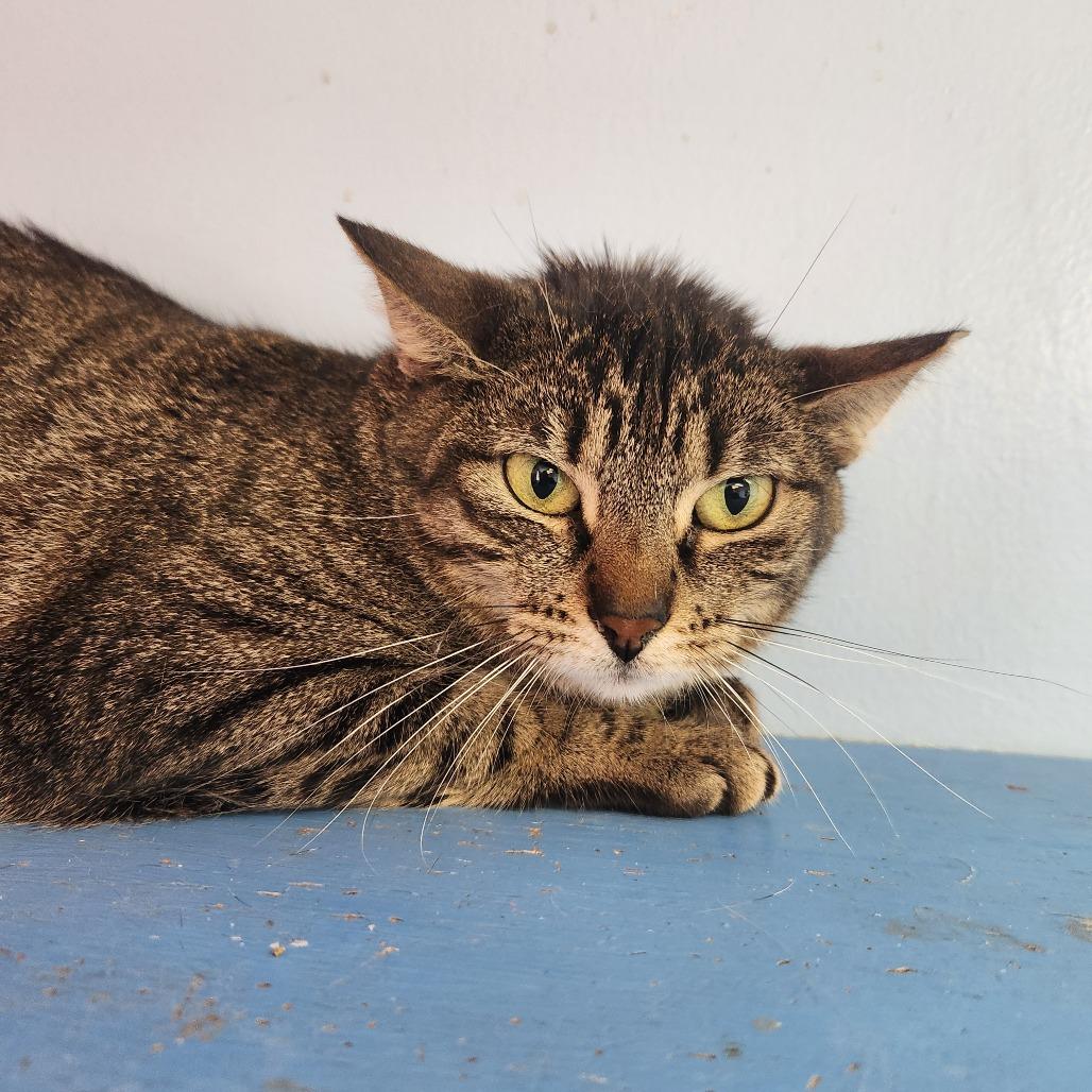 Yolanda, Adoptable, Adult Female Domestic Short Hair.