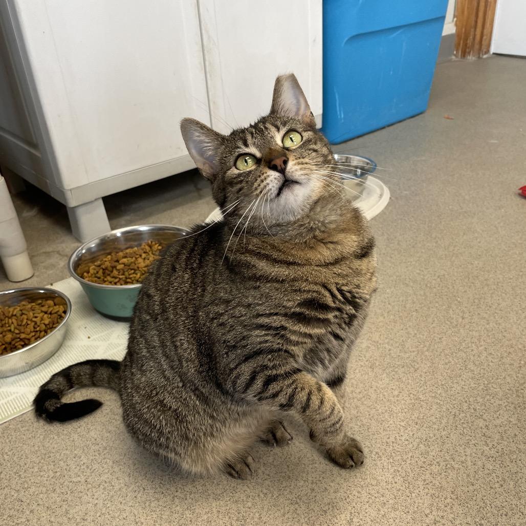 Enlarge Yolanda, a Adoptable Domestic Short Hair in Hamburg, NY image 2/5