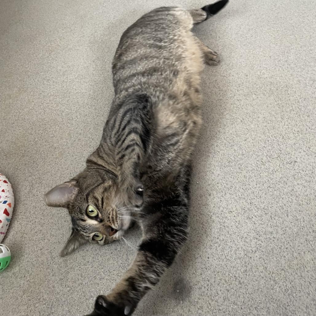 Enlarge Yolanda, a Adoptable Domestic Short Hair in Hamburg, NY image 2/3