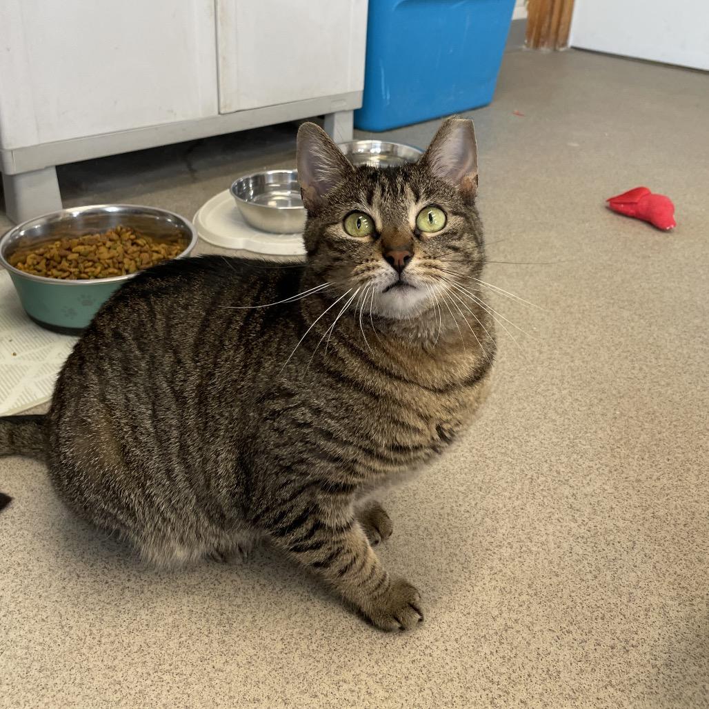 Enlarge Yolanda, a Adoptable Domestic Short Hair in Hamburg, NY image 4/5