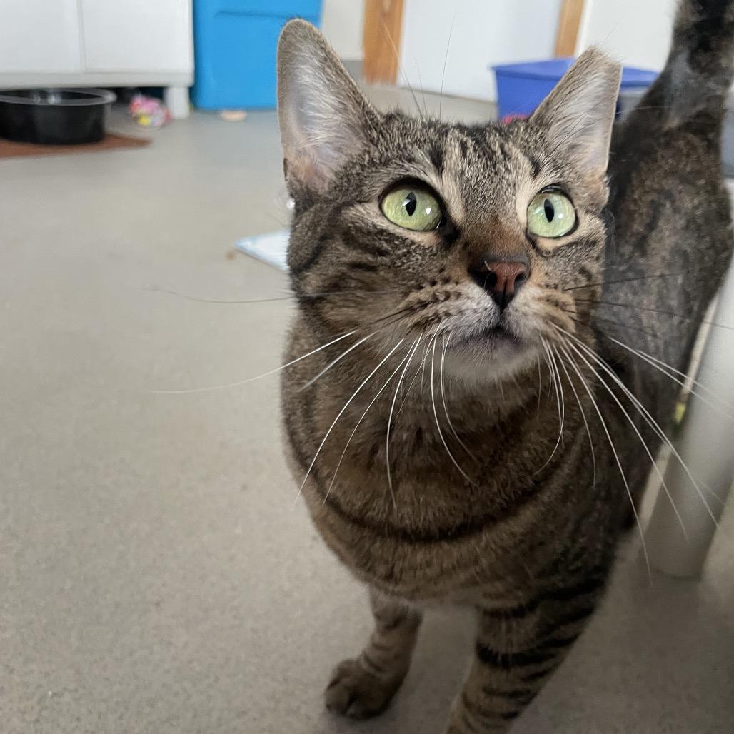 Enlarge Yolanda, a Adoptable Domestic Short Hair in Hamburg, NY image 3/3