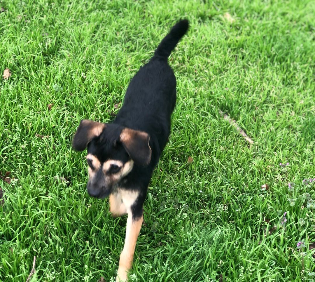 Artem, a Adoptable mixed breed in Colleyville, TX image 1/6