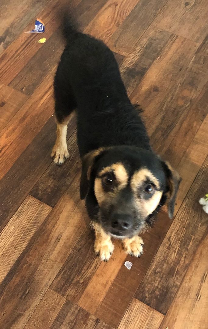 Artem, a Adoptable mixed breed in Colleyville, TX image 2/6