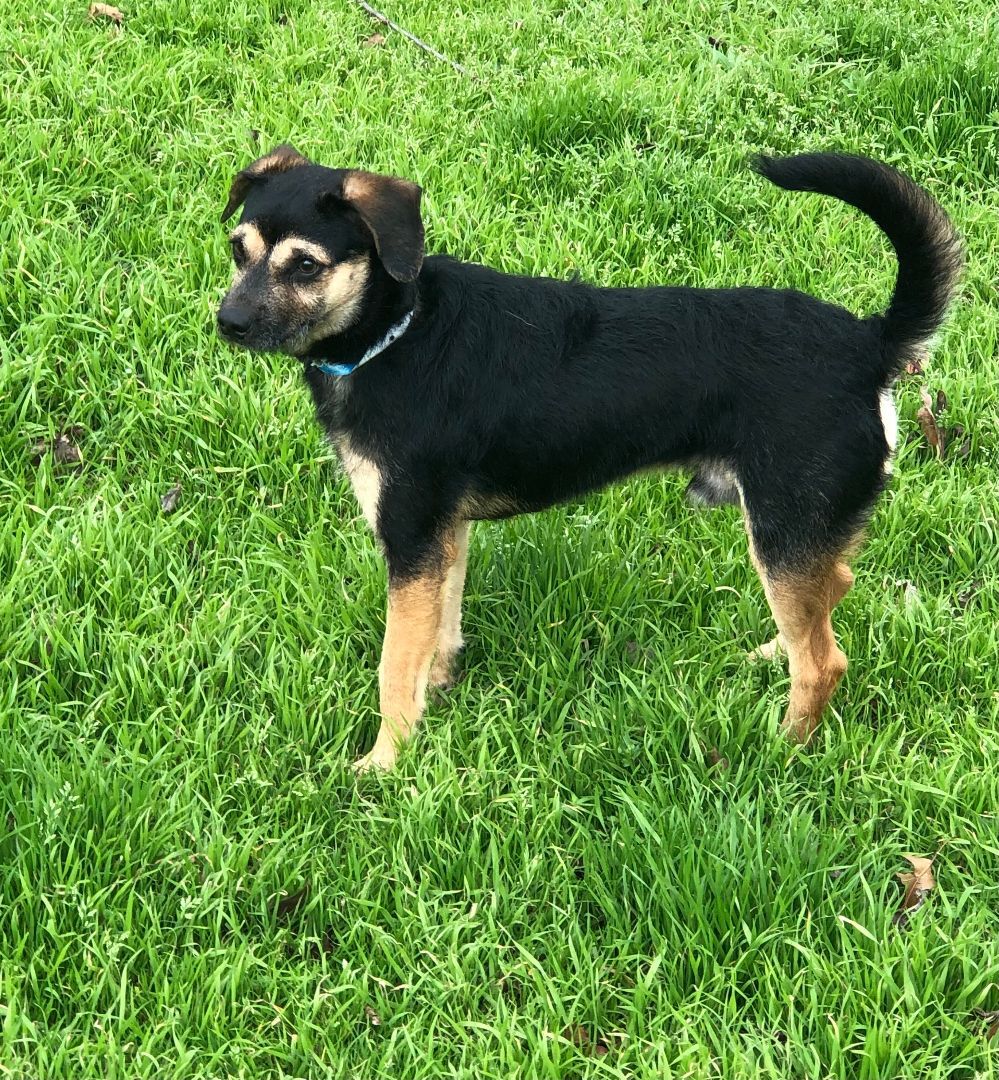 Artem, a Adoptable mixed breed in Colleyville, TX image 3/6