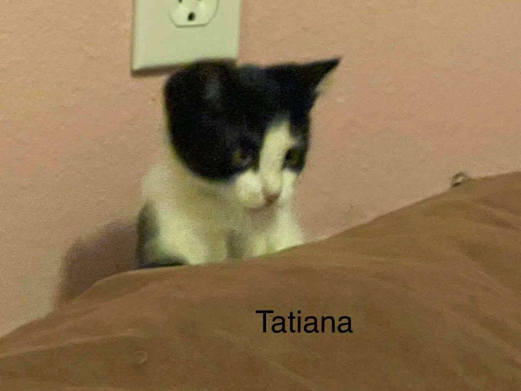 Enlarge Tatiana, a Adoptable Domestic Short Hair in Saint George, UT image 1/3