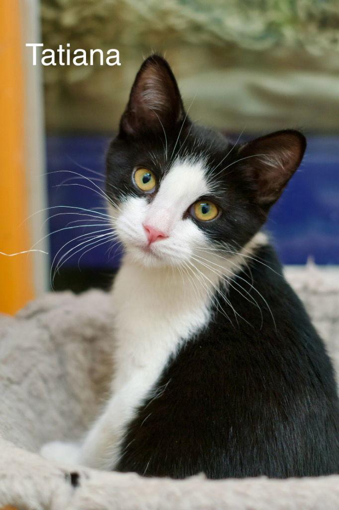Enlarge Tatiana, a Adoptable Domestic Short Hair in Saint George, UT image 2/3
