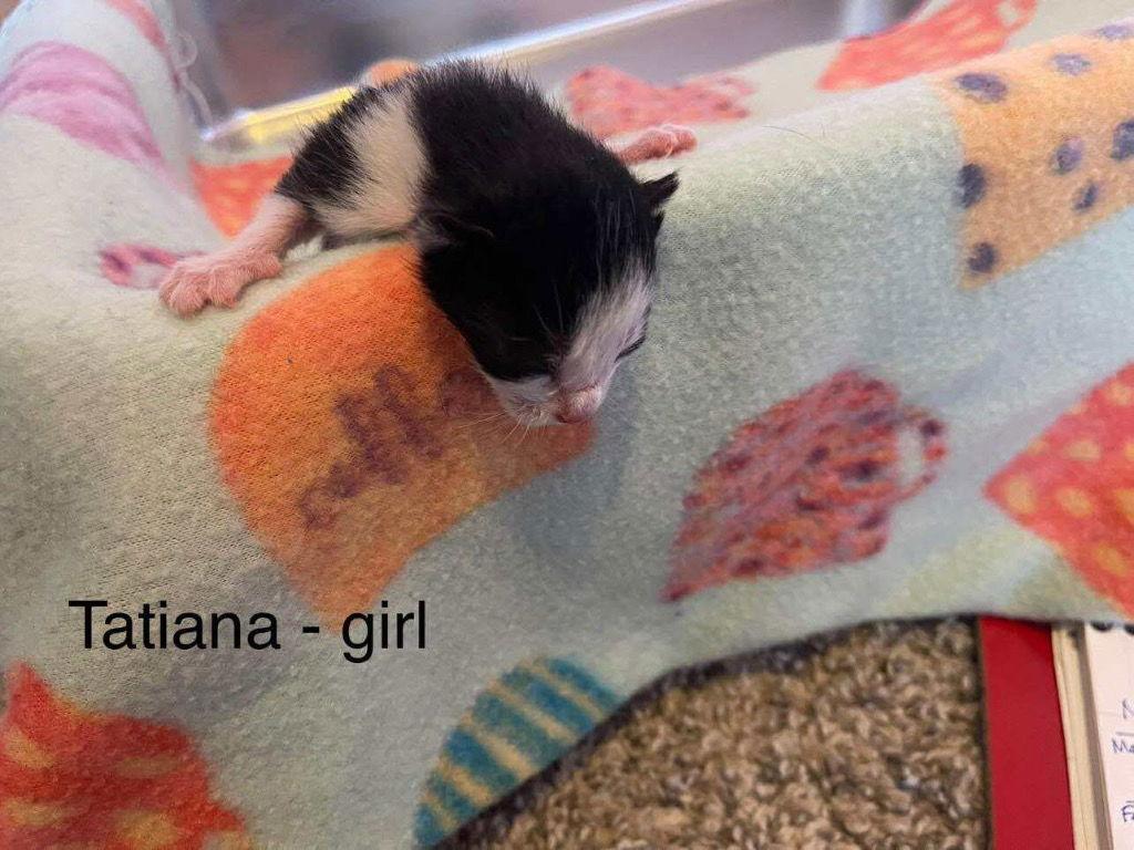 Enlarge Tatiana, a Adoptable Domestic Short Hair in Saint George, UT image 3/3