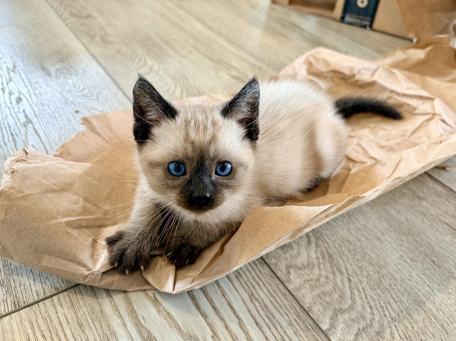 Laramie - Bonded with Lander, Adoptable, Kitten Male Domestic Short Hair & Siamese.