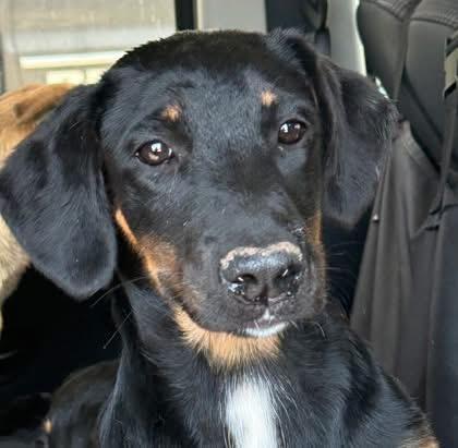 Pocahontas, an adoptable Mixed Breed, German Shepherd Dog in Wilsall, MT, 59086 | Photo Image 1