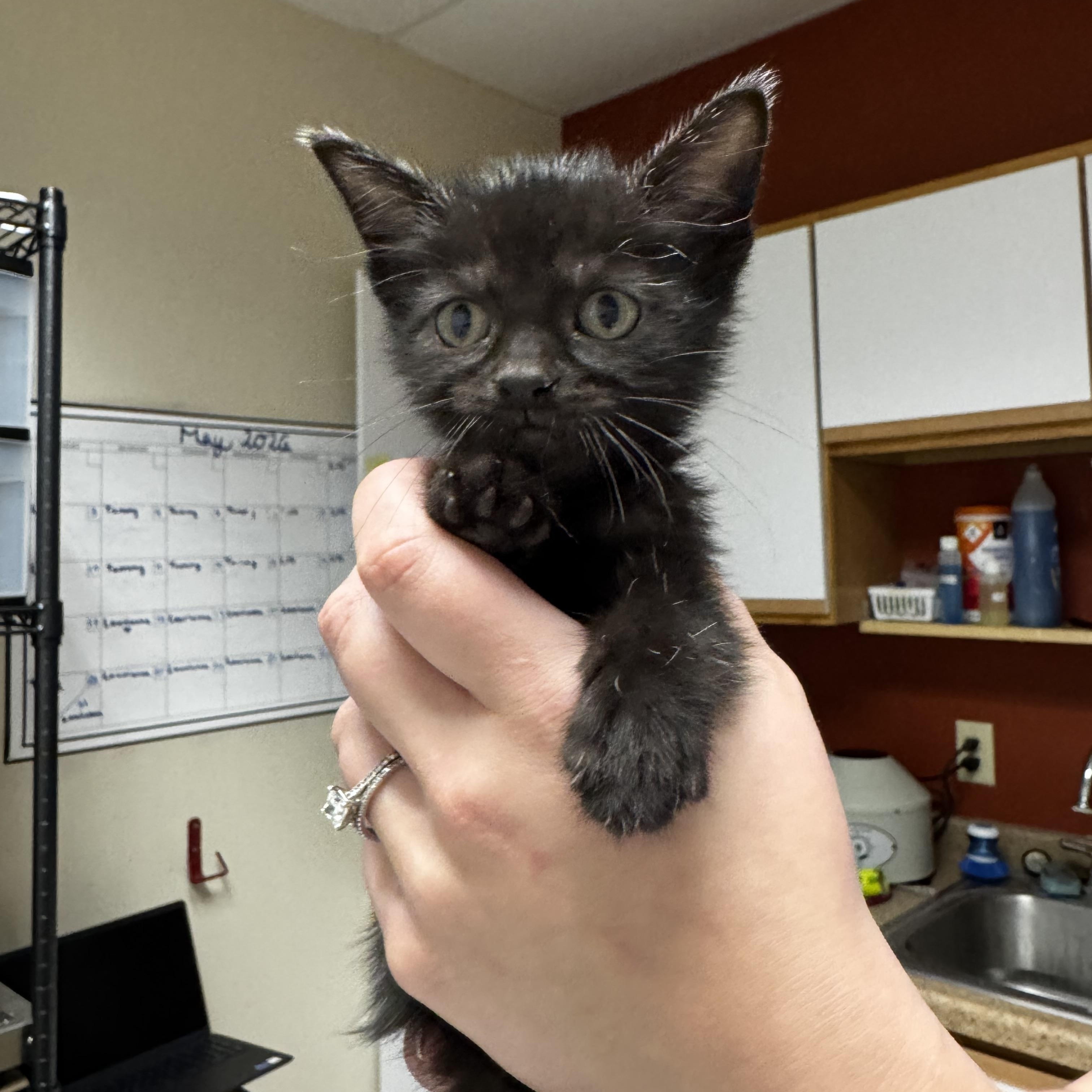 Sabrina, ADOPTABLE, Kitten Female Domestic Short Hair.