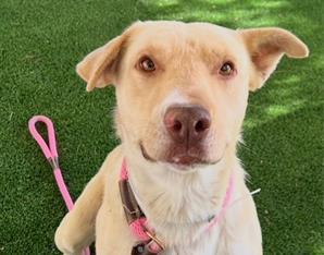 LARRY, Adoptable, Young Male Labrador Retriever.