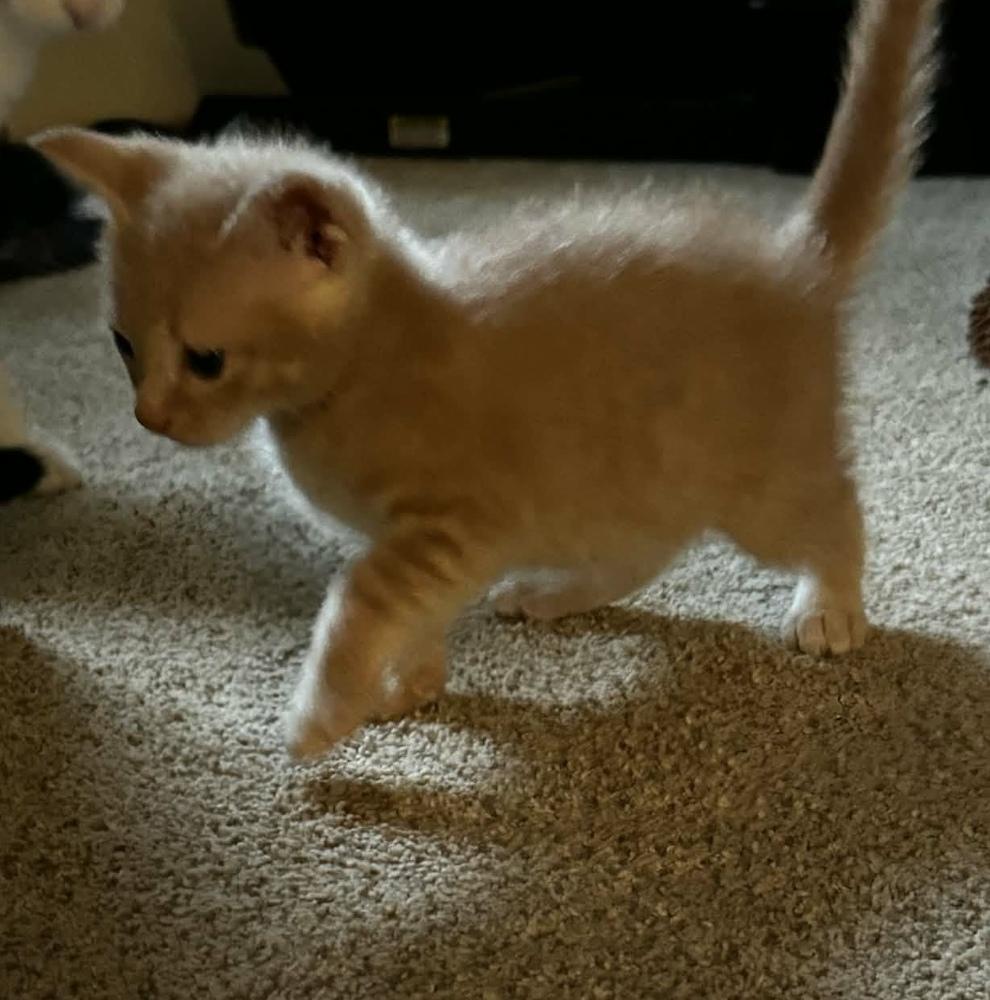Pumbaa, Adoptable, Kitten Male Domestic Short Hair.