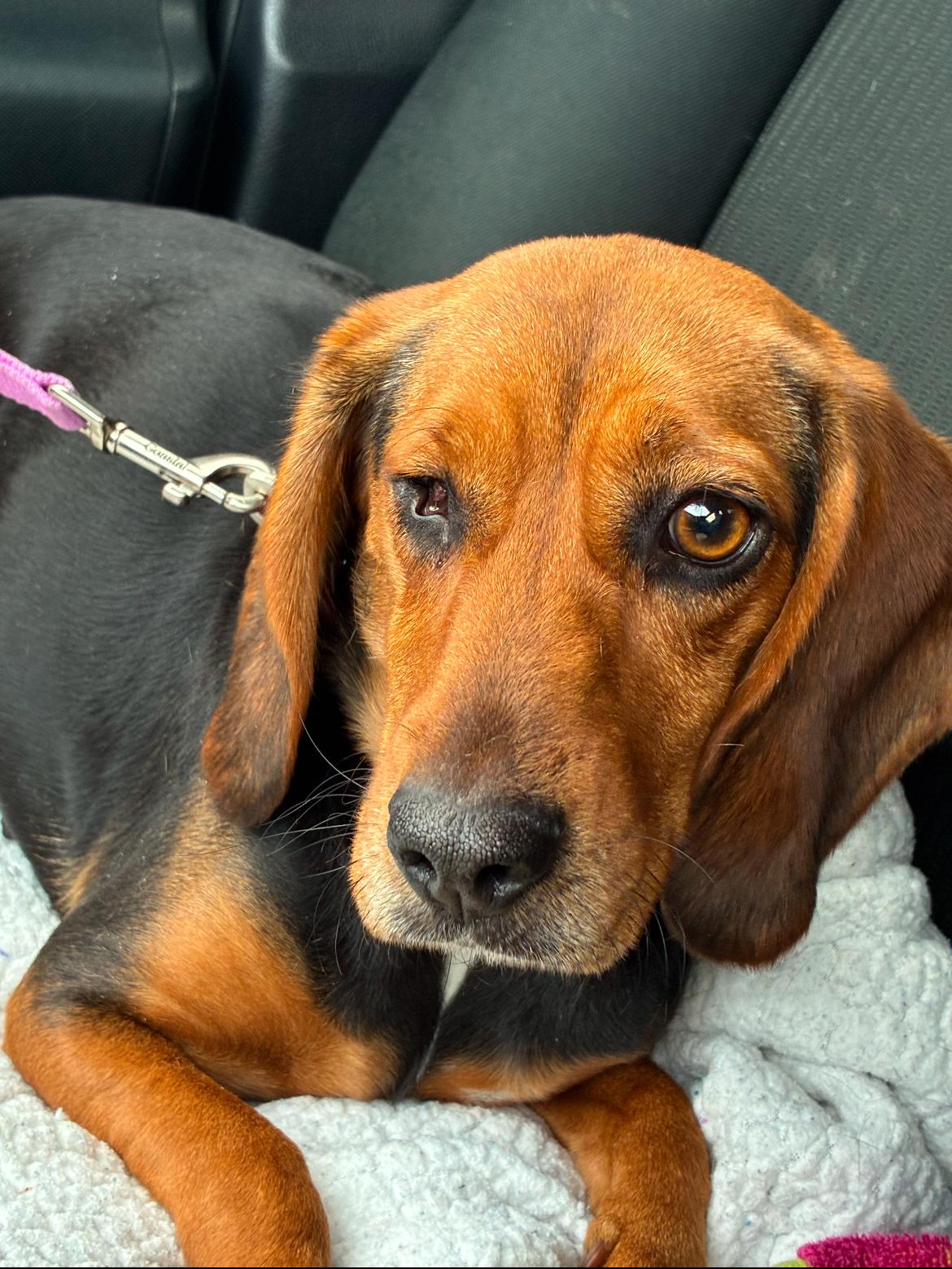 Irene, ADOPTABLE, Adult Female Beagle.