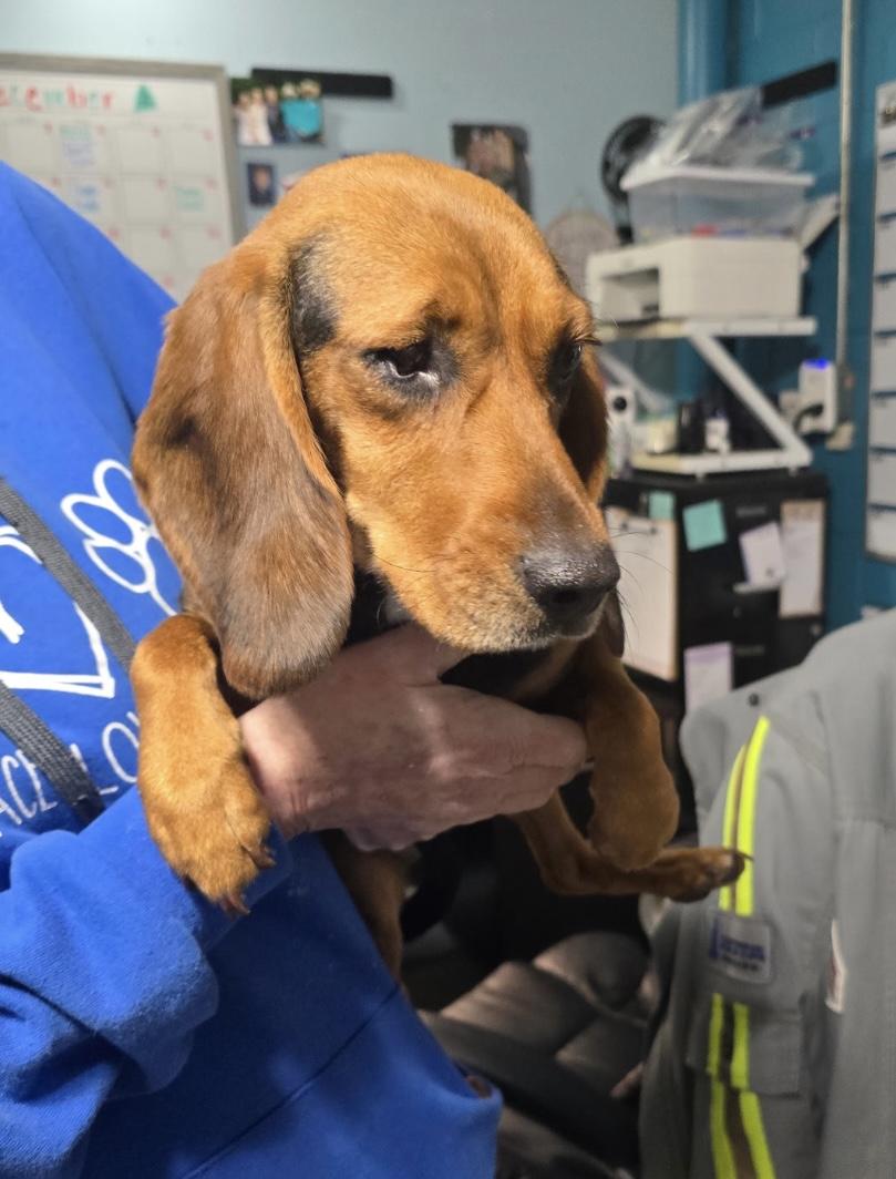 Irene, a ADOPTABLE Beagle in West Falls, NY image 2/3