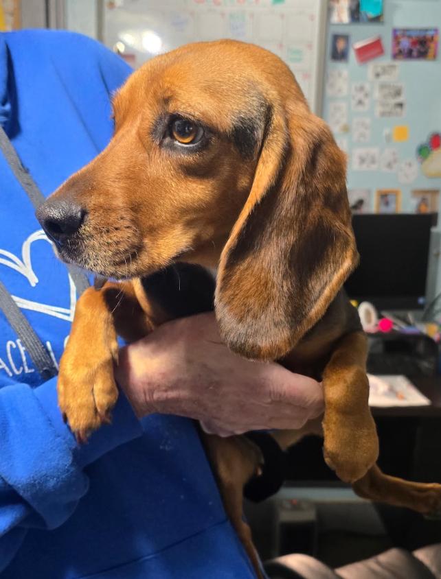 Irene, ADOPTABLE, Adult Female Beagle.