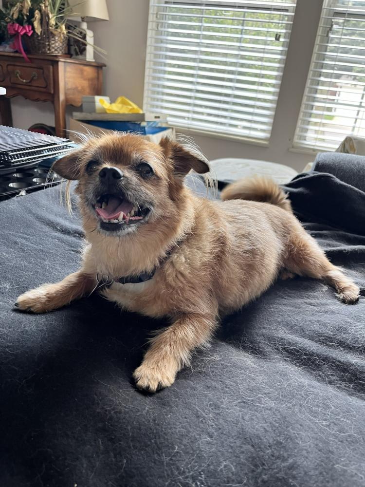 Bella, Adoptable, Senior Female Yorkshire Terrier & Pekingese.