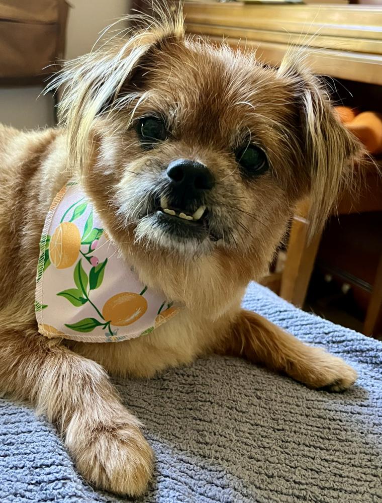 Enlarge Bella, a Adoptable mixed breed in New Albany, OH image 2/2