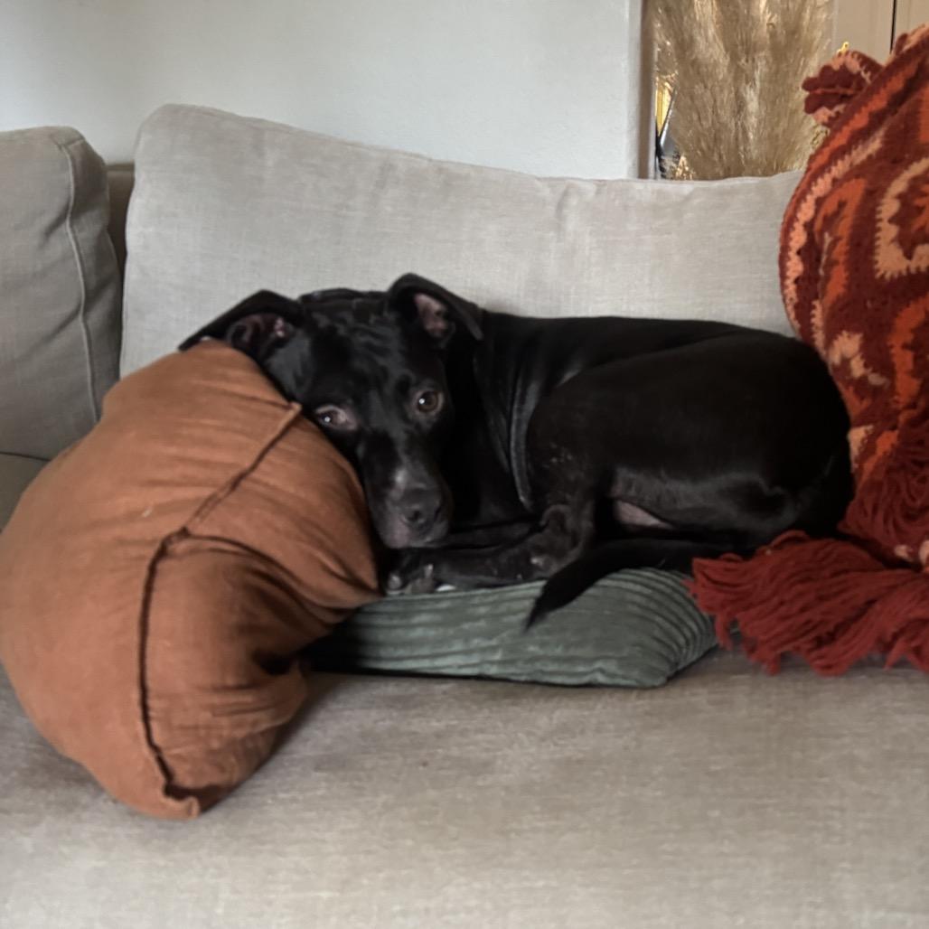 Bart, Adoptable, Young Male Mixed Breed.