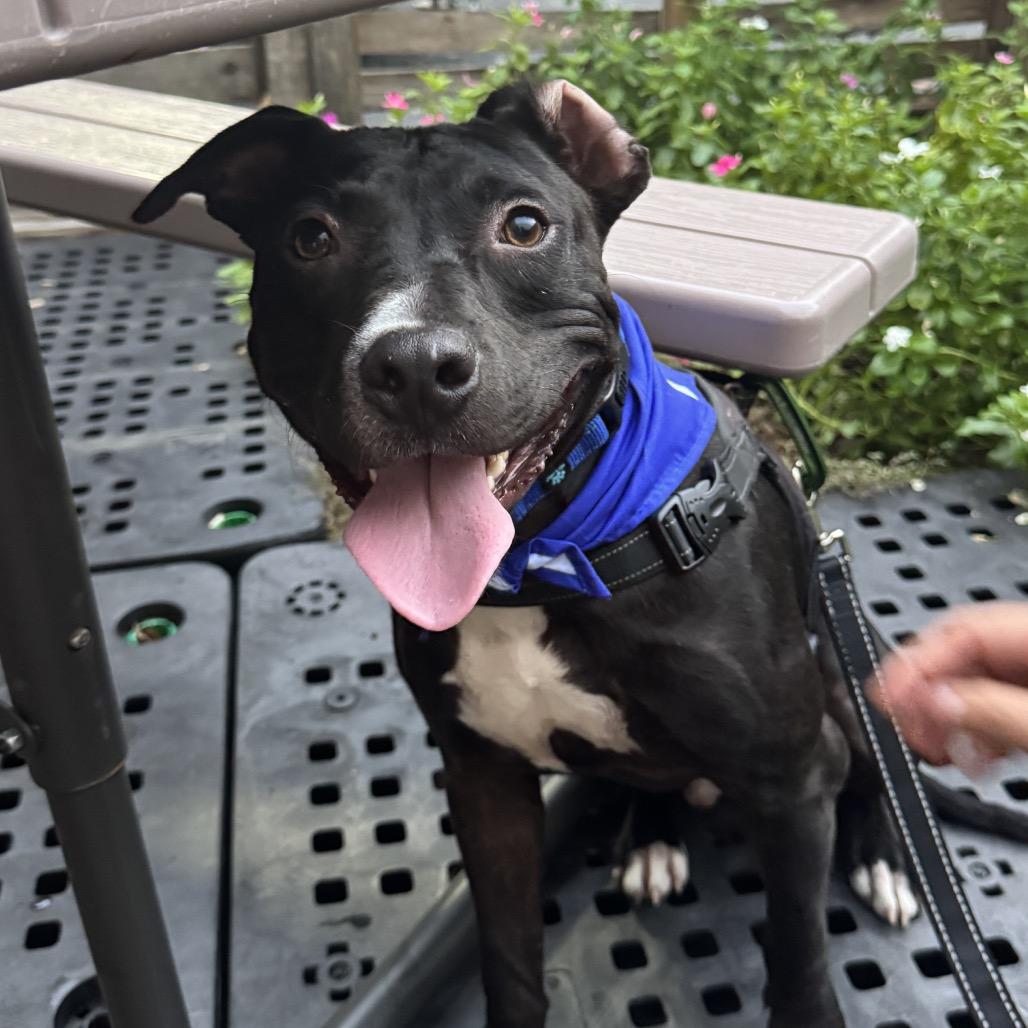 Enlarge Bart, a Adoptable Mixed Breed in Jacksonville Beach, FL image 2/4