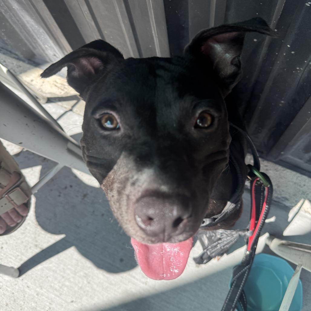Enlarge Bart, a Adoptable Mixed Breed in Jacksonville Beach, FL image 3/4