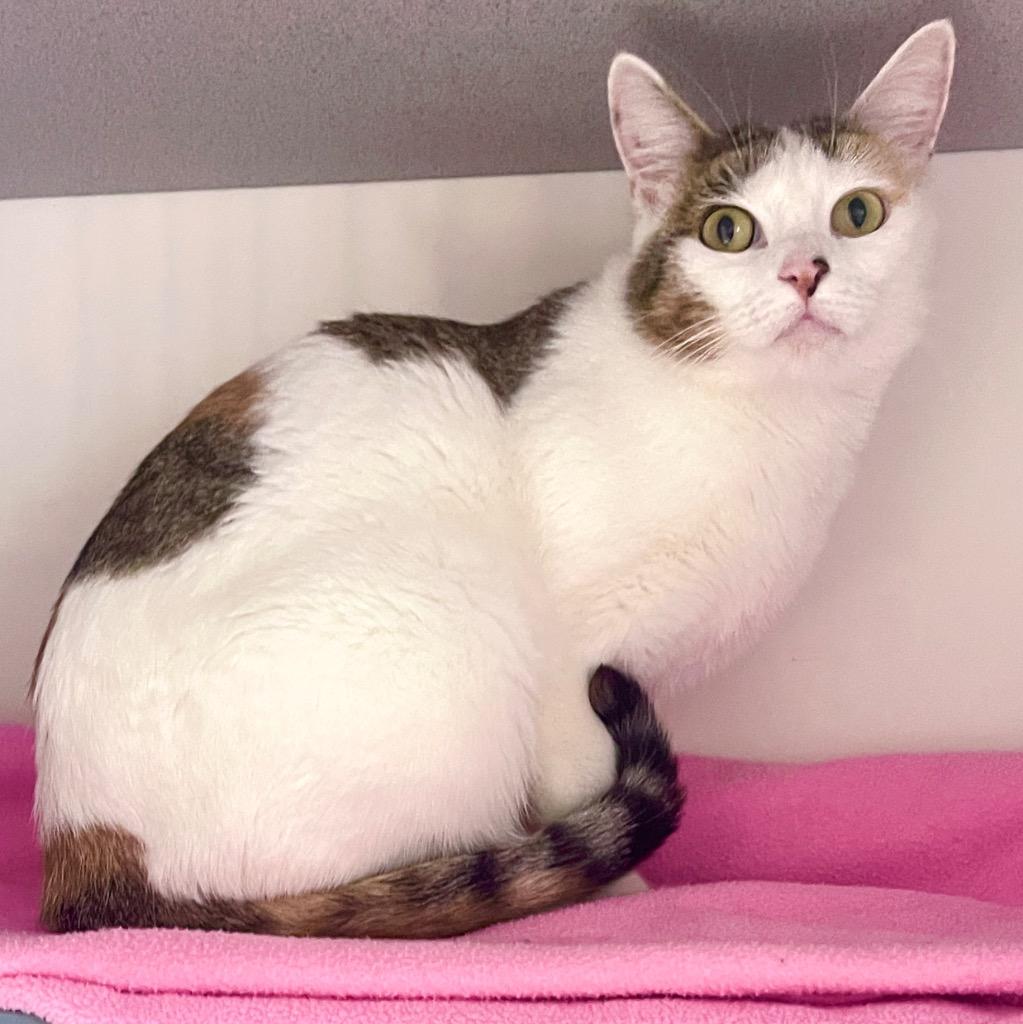 Vivi, Adoptable, Young Female Domestic Short Hair.