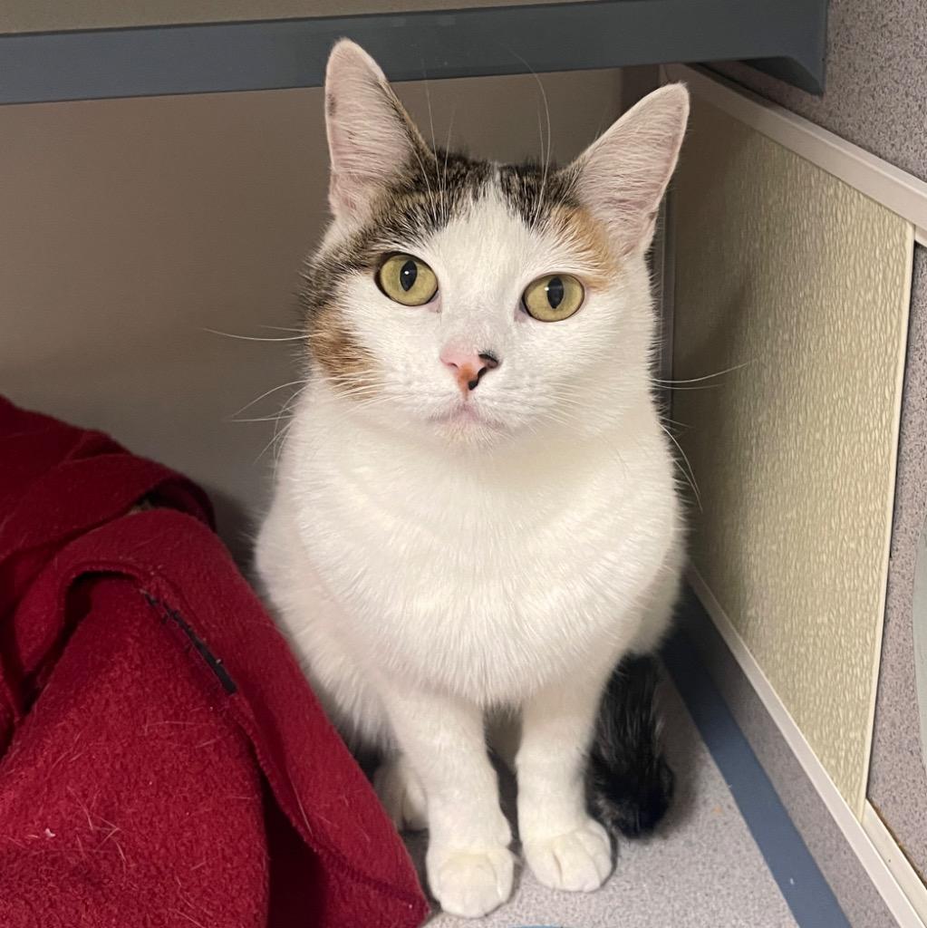 Enlarge Vivi, a Adoptable mixed breed in Cambria, CA image 2/6