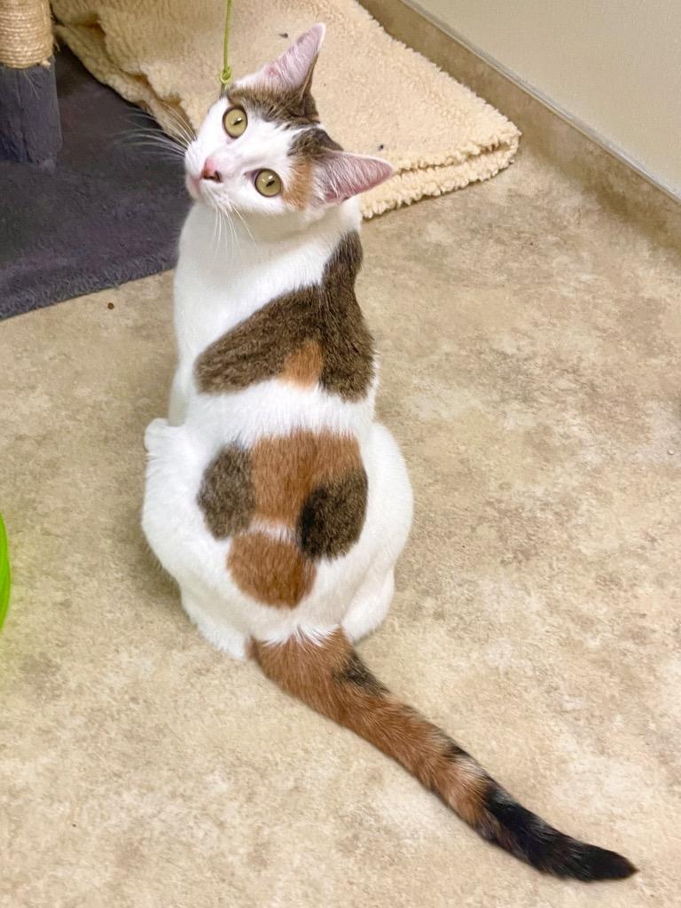 Enlarge Vivi, a Adoptable mixed breed in Cambria, CA image 3/6