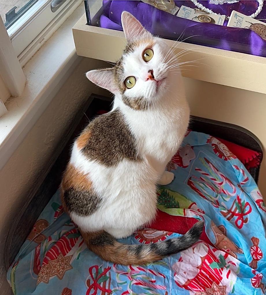 Enlarge Vivi, a Adoptable mixed breed in Cambria, CA image 4/6